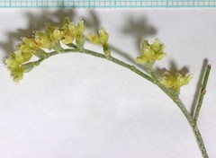 Eriogonum leptocladon