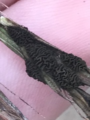 Claviceps pusilla