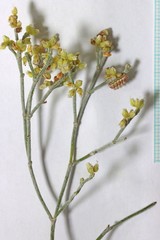 Eriogonum leptocladon