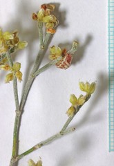 Eriogonum leptocladon