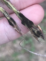 Claviceps pusilla