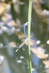 Enallagma basidens