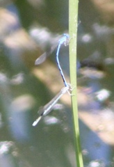 Enallagma basidens