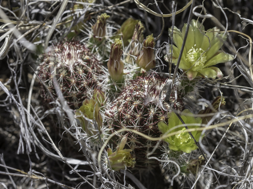 Echinocereus viridiflorus