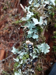 Cetrelia cetrarioides