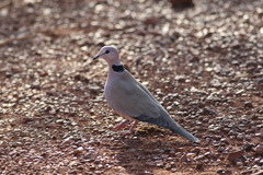 Streptopelia vinacea