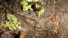 Phaeotremella fimbriata
