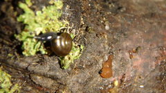 Phaeotremella fimbriata