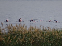 Phoeniconaias minor