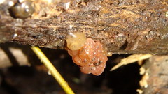 Phaeotremella fimbriata