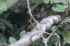 Funisciurus anerythrus