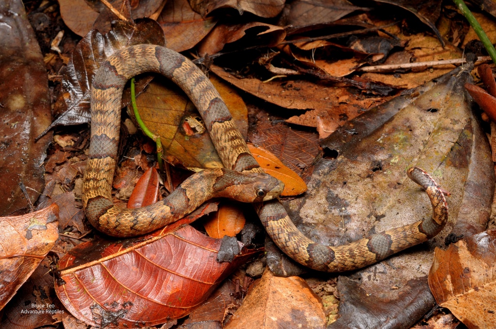 Brown Kukri Snake