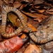 Brown Kukri Snake - Photo (c) Bruce Teo, some rights reserved (CC BY-NC), uploaded by Bruce Teo