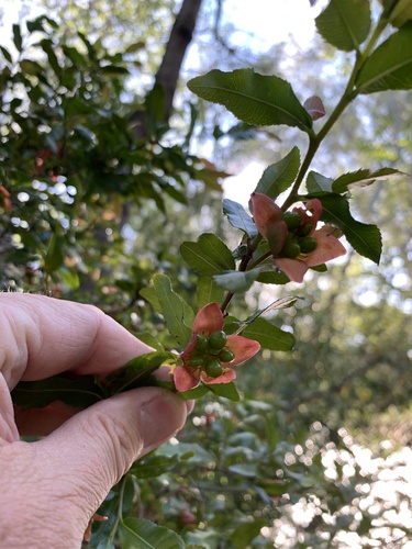Ochna serrulata