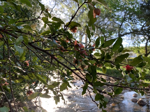 Ochna serrulata