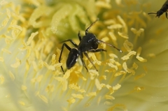 Atomosphyrus tristiculus