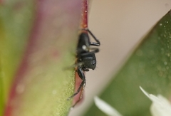 Atomosphyrus tristiculus