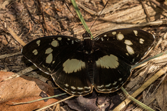 Aterica galene theophane