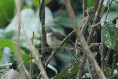 Phyllastrephus albigularis