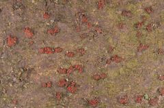 Corinectria fuckeliana