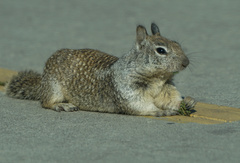 Otospermophilus beecheyi