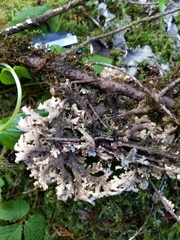 Pseudocyphellaria hawaiiensis