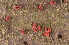 Corinectria fuckeliana