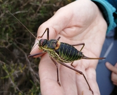 Parasteropleurus perezii