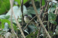 Phyllastrephus albigularis