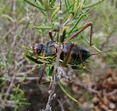 Parasteropleurus perezii