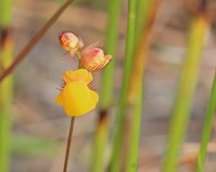 Utricularia simulans