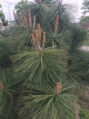 Pinus ponderosa