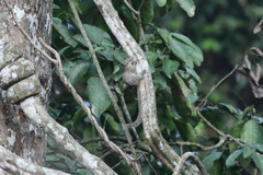 Heliosciurus gambianus