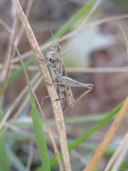 Glyptobothrus