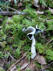 Helvellaceae