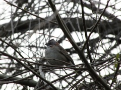 Zonotrichia capensis chilensis