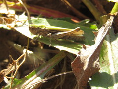Glyptobothrus
