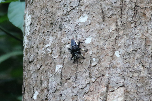 Hyperechia nigrita