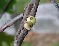 Callirhytis quercusventricosa