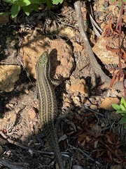 Trachylepis mlanjensis