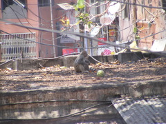 Macaca mulatta