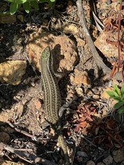 Trachylepis mlanjensis