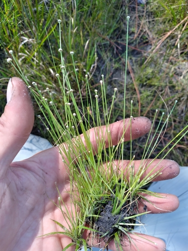 Eriocaulon ravenelii image