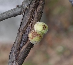Callirhytis quercusventricosa