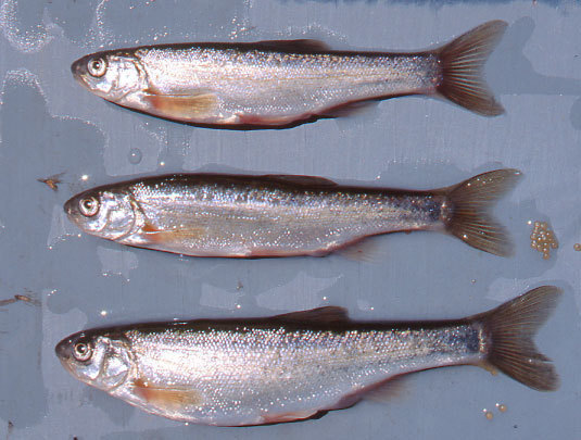 Northern Leatherside Chub