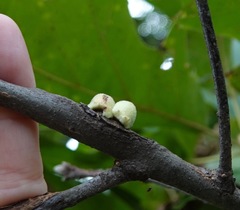 Callirhytis quercusventricosa