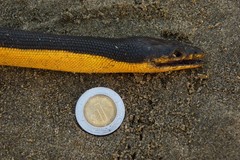 Hydrophis platurus