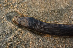 Hydrophis platurus