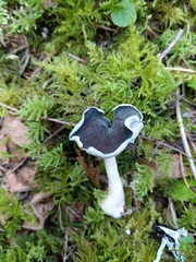 Helvellaceae