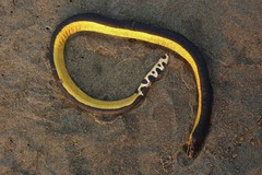 Hydrophis platurus